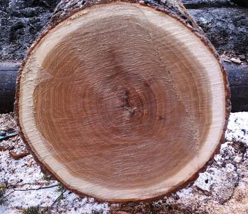 https://siadvpellet.us/ https://siadvpellet.us/ Red & White Oak Logs