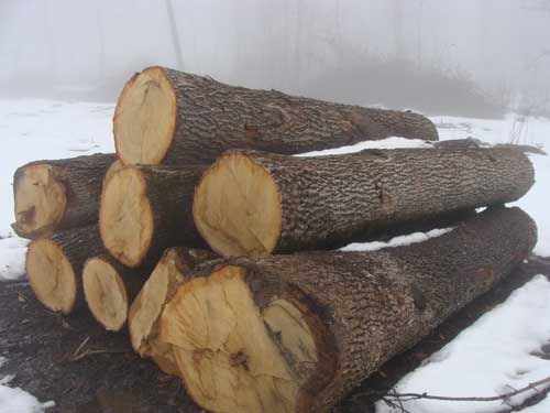 https://siadvpellet.us/ European Beech Logs & Lumber